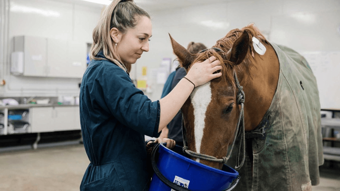 The Vital Role of Veterinary Care in Racing